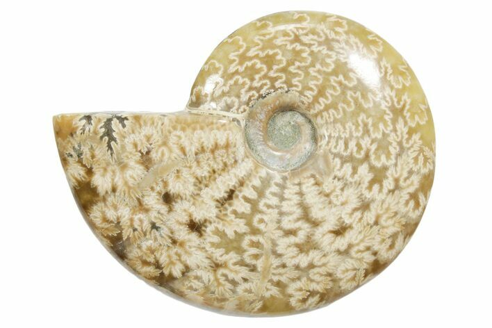 Polished Ammonite (Cleoniceras) Fossil - Madagascar #348497